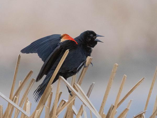<h3><a href="/trips/Tucson_2023/biota/animalia/chordata/aves/040 passeriformes/124 icteridae/agelaius phoeniceus/agelaius phoeniceus-nl.html">Agelaius&nbsp;phoeniceus</a> / Red‑winged&nbsp;blackbird / Epauletspreeuw</h3>OM-1 met M.300mm F4.0 + MC-14, 1/2500 sec  bij F5.6, ISO 5000, afstand 13.7&nbsp;m